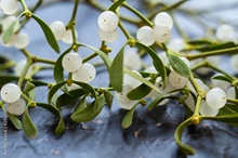A photo of a sprig of mistletoe against a grey background