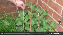 Photo of a box of nettles, with someone reaching in to pick a leaf.
