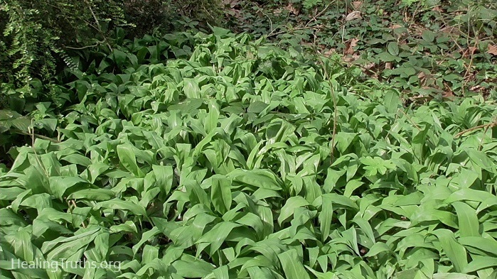 A large patch of wild garlic growing in natural woodland